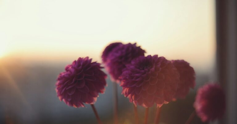120 Bom dia sexta-feira com carinho e flores