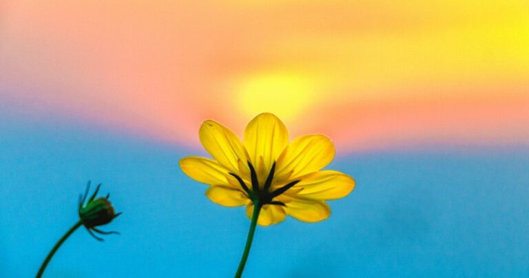 111 Bom dia quinta-feira inspirador com gratidão